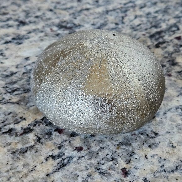 REGINA ANDREW SILVER SEA URCHIN COASTAL BEACH VASE FILLER HOME TABLE DECOR - Picture 1 of 6